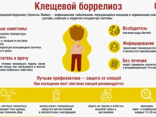 Что такое клещевой боррелиоз